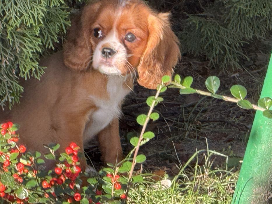 Cavalier king charles spaniel piesek szczeniak ruby z rodowodem