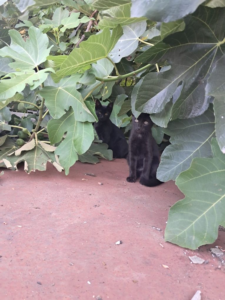 2 gatinhos com 2 mesinhos para adopção