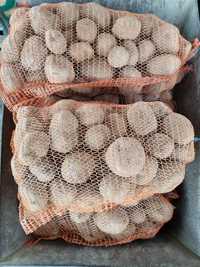 Ziemniak tajfun sadzeniak