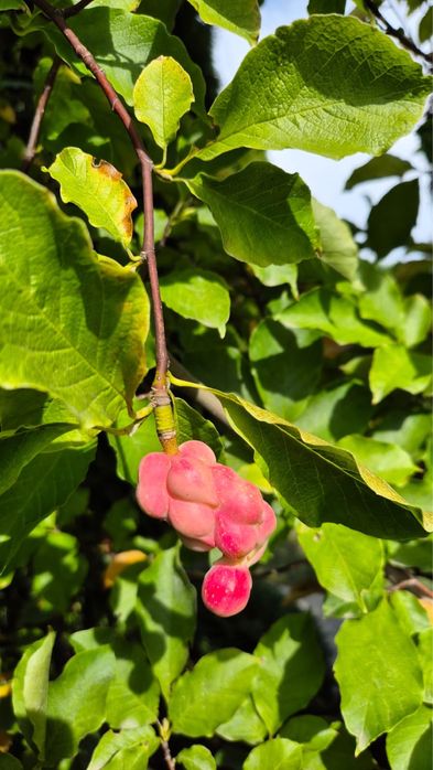 Магнолія дерево, біла квітка