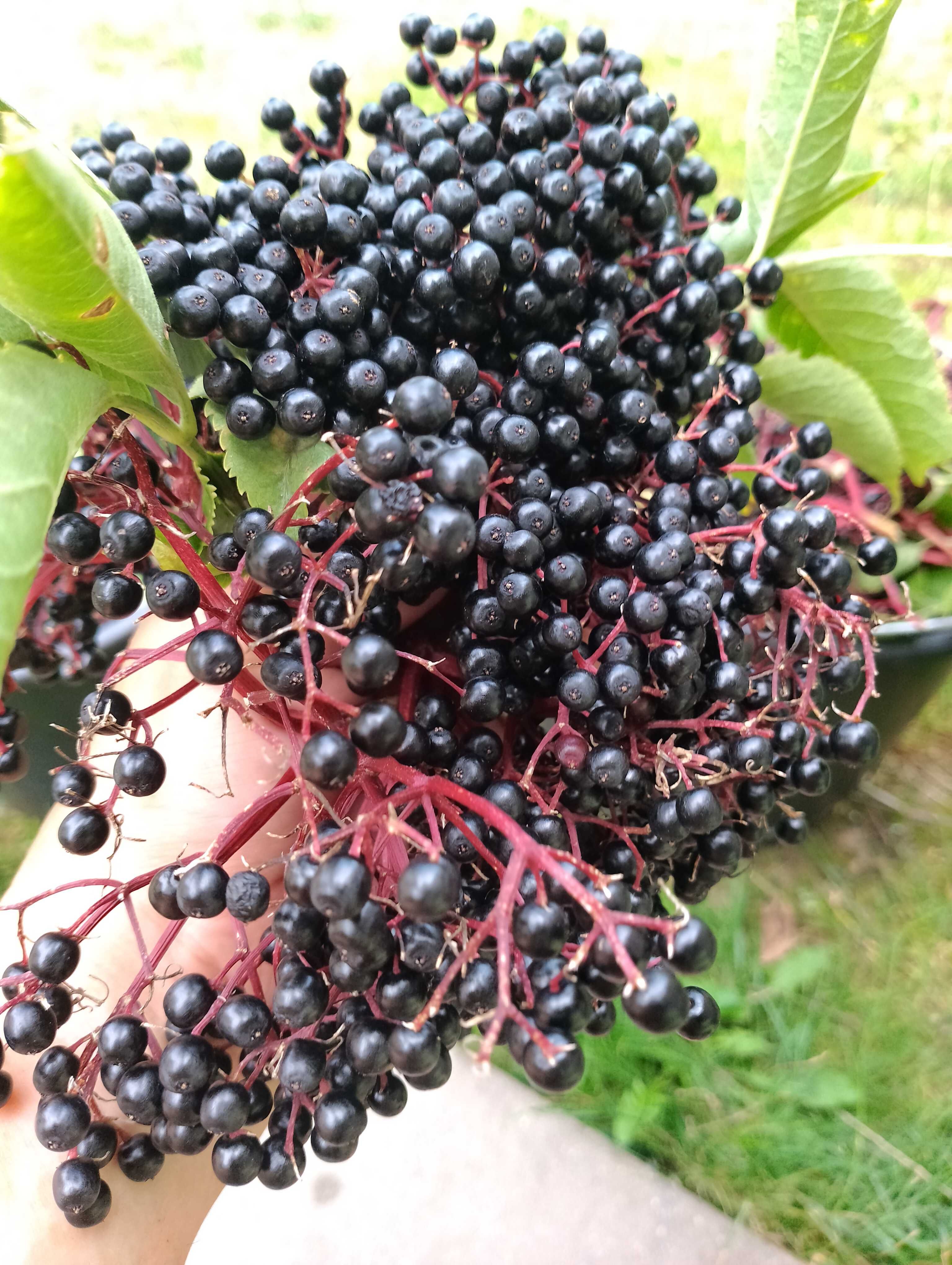 Czarny bez sok 100% 5*300