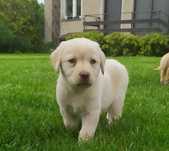 Labrador retriever