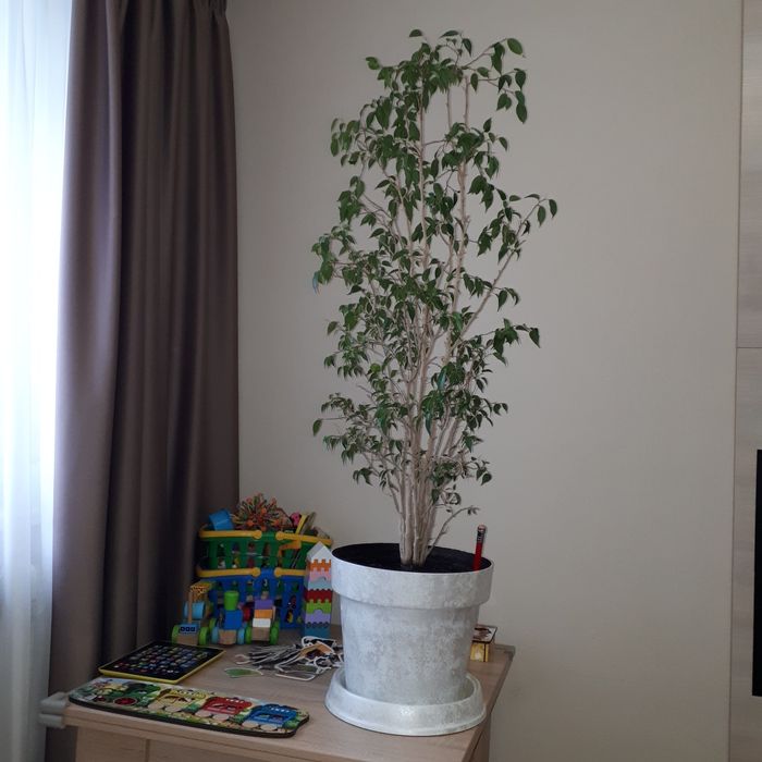 Фікус Бенджаміна