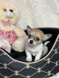 Mini Śliczny Piesek Chihuahua Rodowód