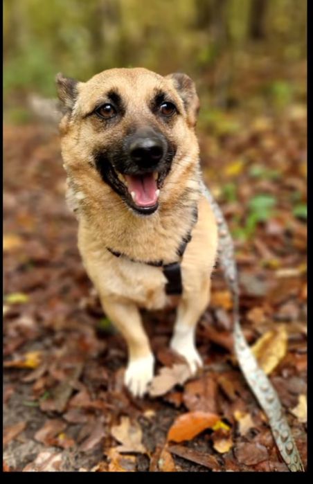 Mikro Funcik czeka na dom