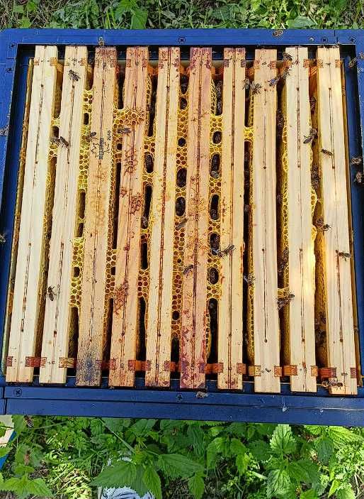 Rodziny pszczele (nie odkłady) z ulami wielkopolskimi