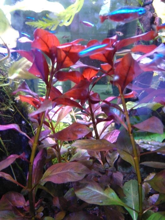 Ludwigia Red - piękna roslina na 2 i 3 plan