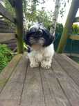 Mały Książe shihtzu