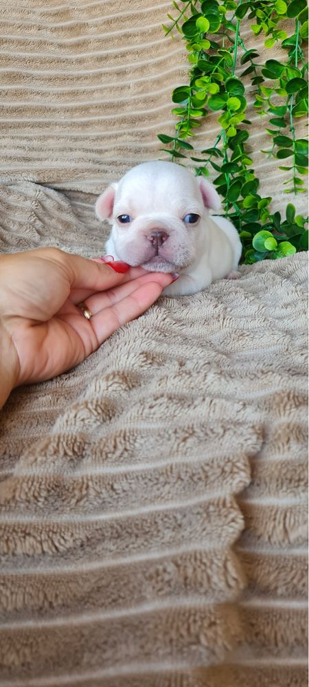 Estupendo Bulldog/Bouledogue Francês. Qualidade