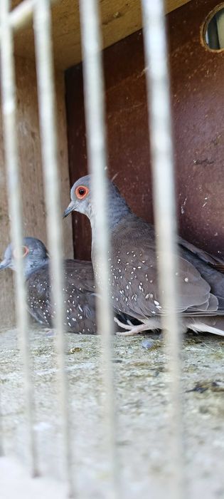 Gołąbki diamentowe pary i wolne samczyki