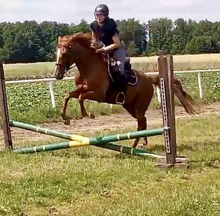 Klacz 155cm 6 lat skaczaca, dla amatora gr. E