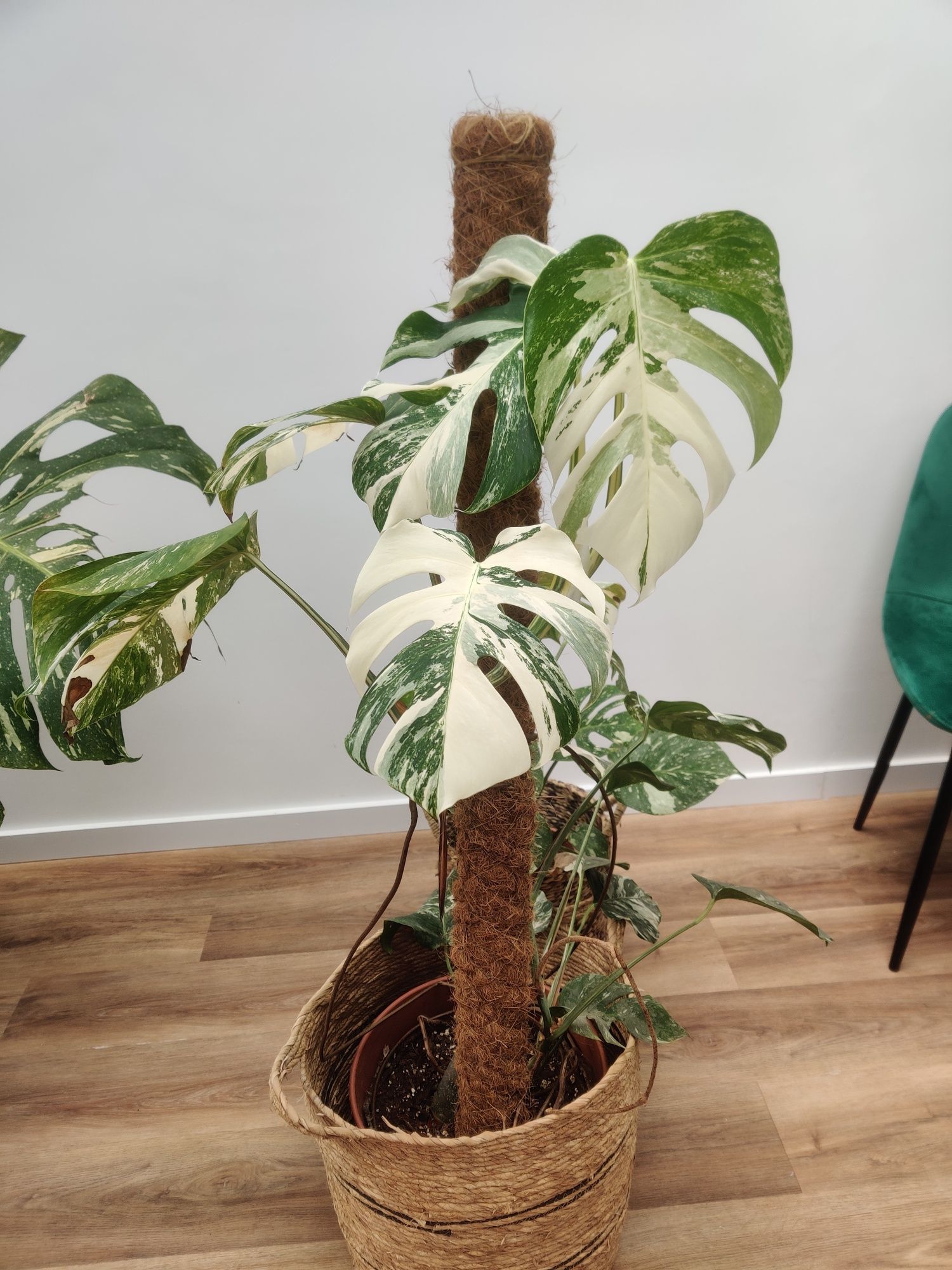 Corte fresco de monstera albo variegata