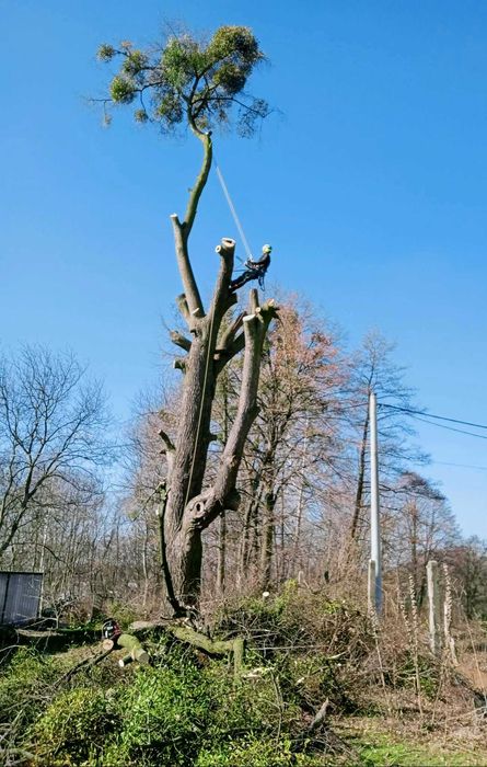 Alpinistyczna wycinka drzew, przycinanie, pielęgnacja drzew, tui