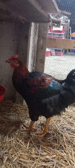 Młode koguty za 3 szt. 100 zł promocja