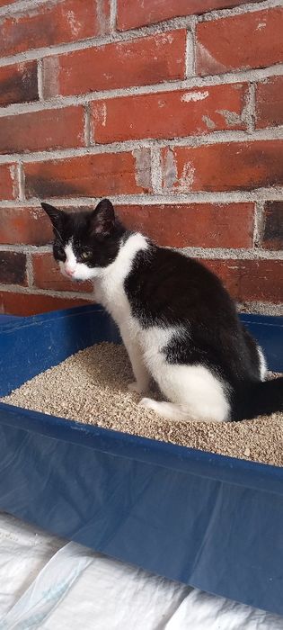 Kotek Filemonek szuka domu