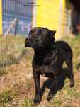 Gargamel - piesek w typie cane corso