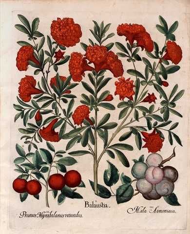 1713 r. Kwiaty reprodukcje XVIII w. grafik