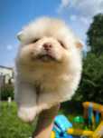 Szpic miniaturowy pomeranian samiec