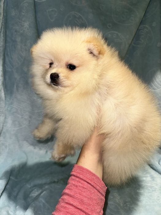 Міні дівчинка мішка