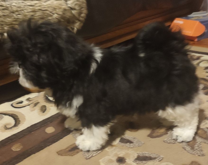 Shihtzu czarna biala suczka