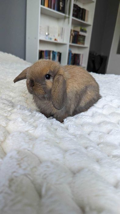 MINI LOP królik miniaturka króliczek mały baranek karzełek