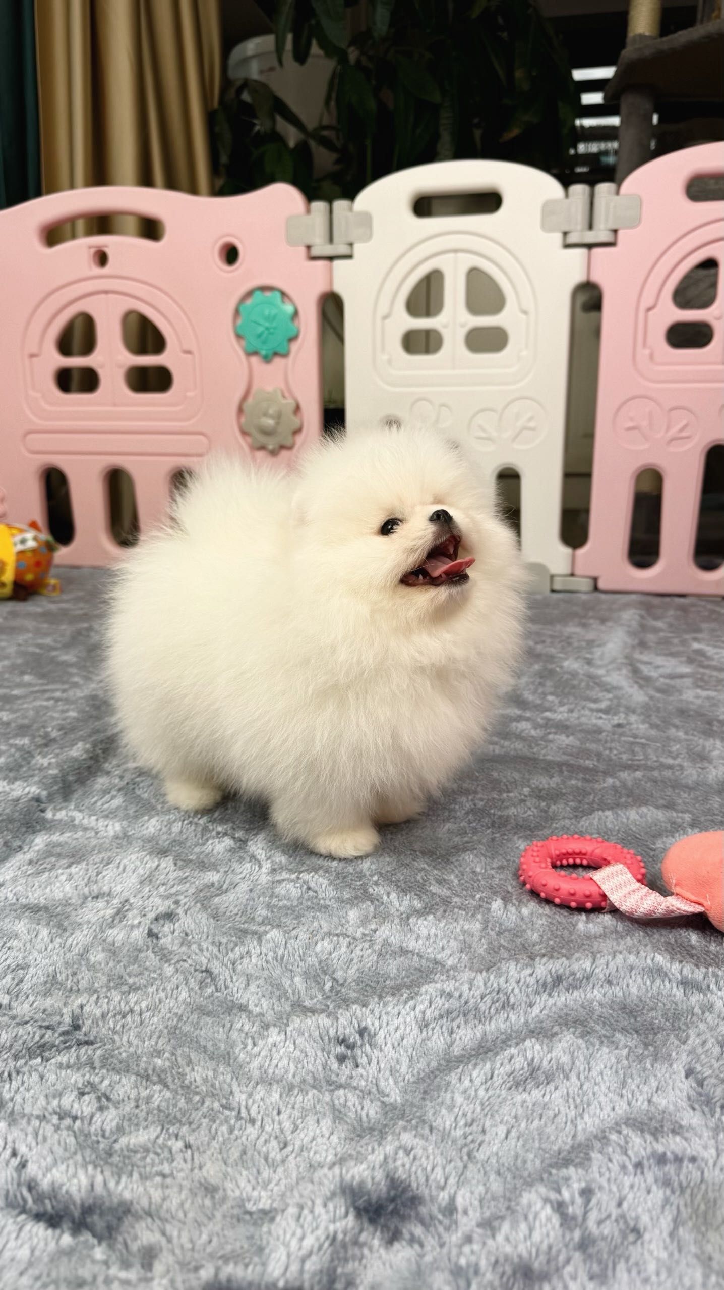 Pomeranian FCI Szpic miniaturowy Chłopak