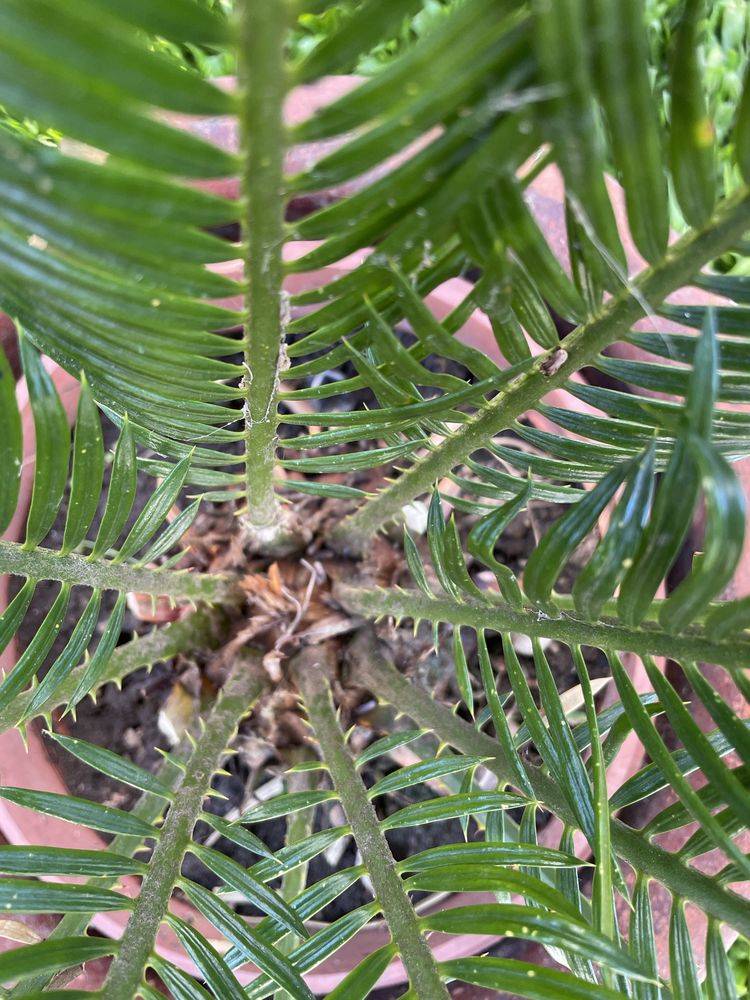 Planta Sika_estilo palmeira com crecimento lento