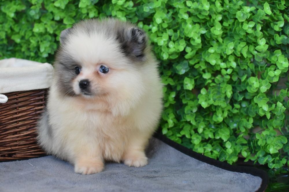 Мерле дівчинка шпіц