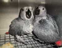 Papagaios cinzentos criados à mão