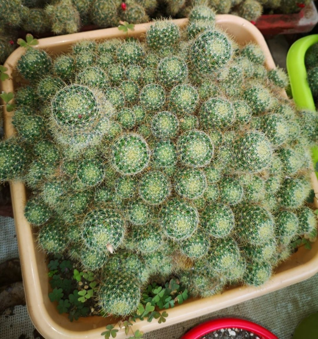 Kaktusy, sukulenty.