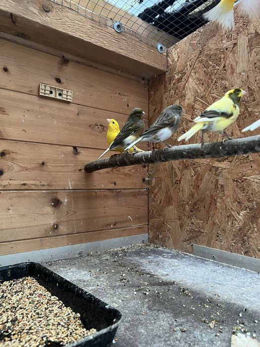 Kanarki zmienią wolierę