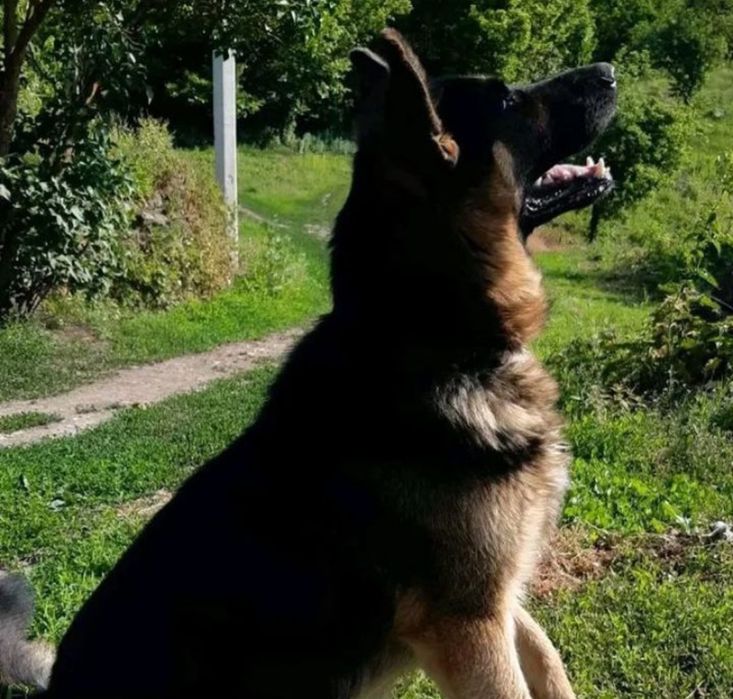 Продам дівчинку німецької вівчарки.