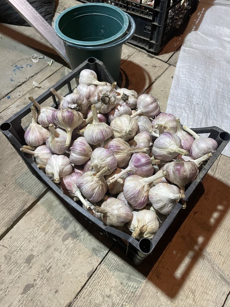 Продам часник посадковий матеріал)