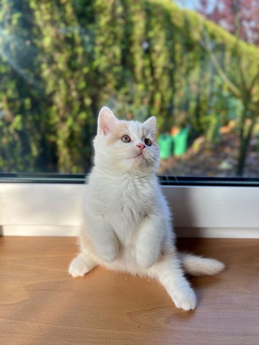 Kocurek Brytyjski Bicolour