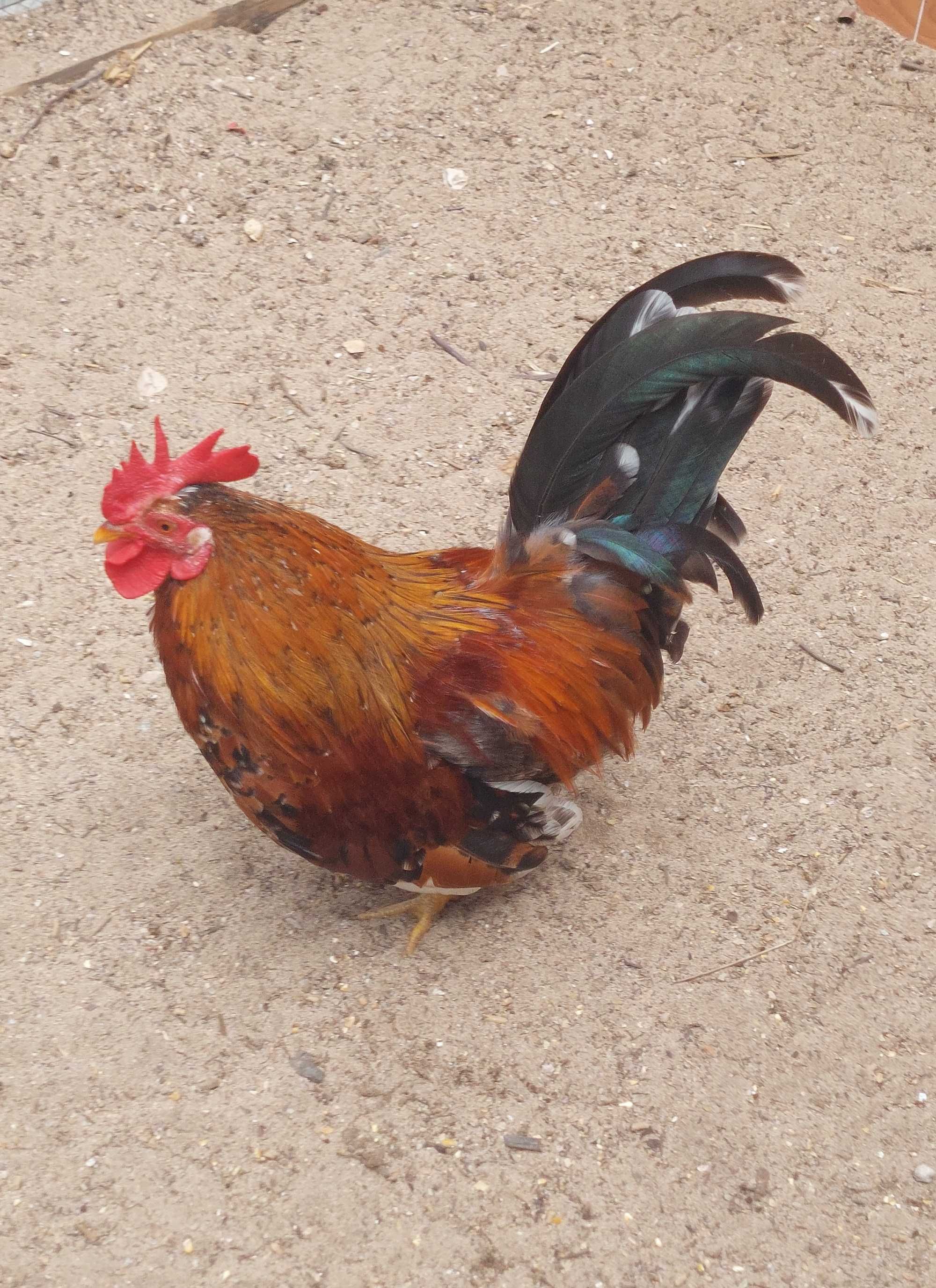 Casal de  Galnhas Cocó