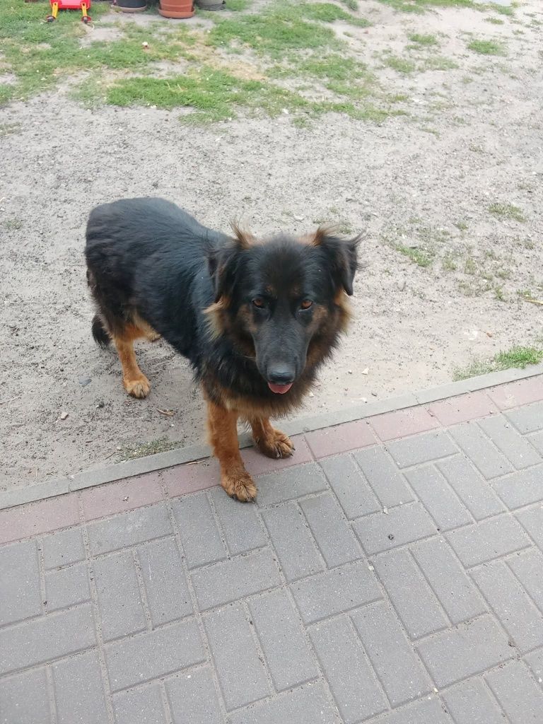 Luna młodziutka suczka owczarka niemieckiego