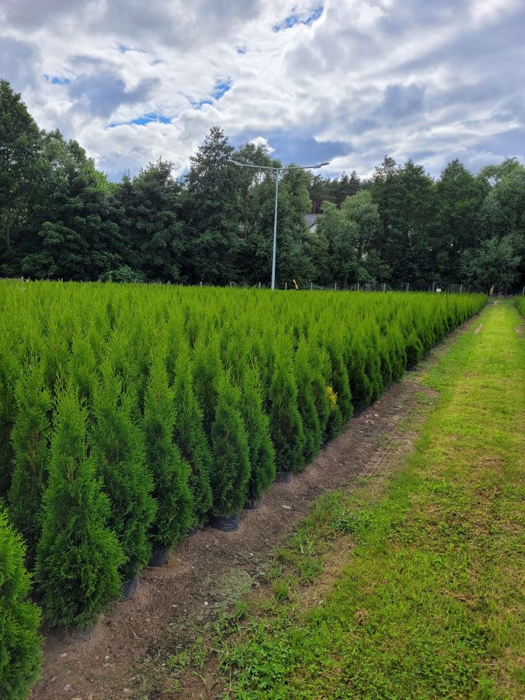 Tuja Smaragd 120 cm tuje thuja szmaragd 100 poznan 110