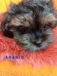 Shihpoo gotowy do odbioru