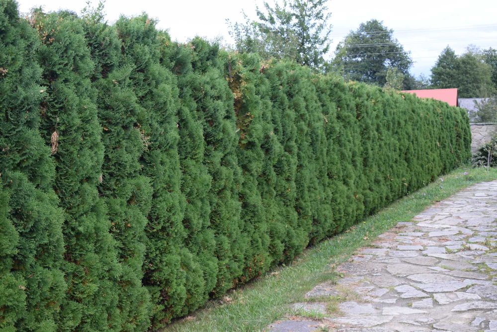 Thuja żywopłot 2m.