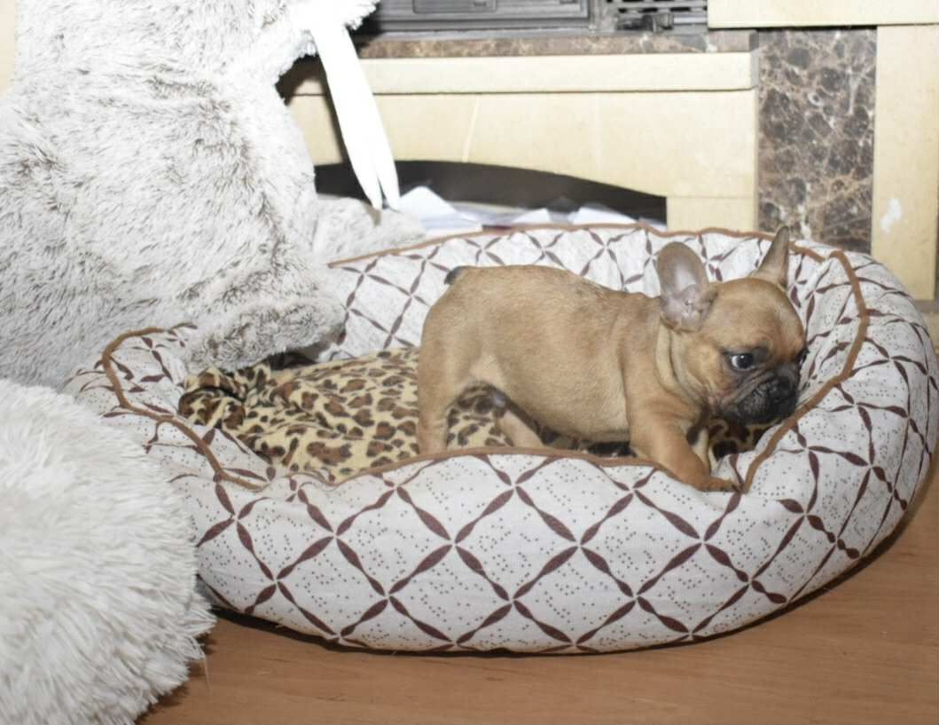 Buldog francuski piękny chłopak