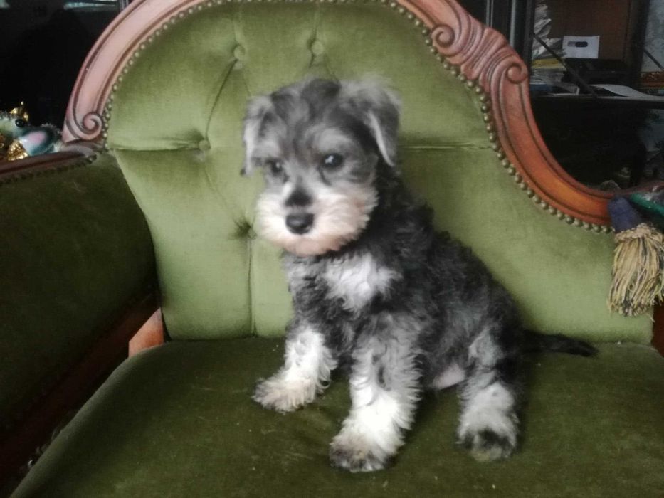 Sznaucer miniaturowy śliczna suczka