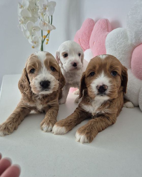 Cockapoo f1 Cocker spaniel - Pudel
