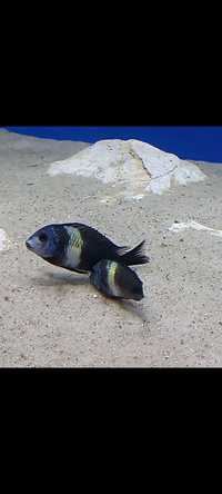 Tropheus Duboisi Maswa