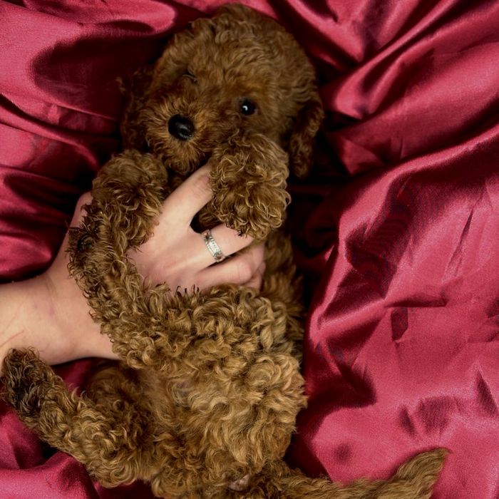 Шикарный мальчик мальтипу ред браун в продаже!