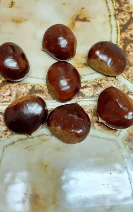 Castanha biológica de Ponte de Lima