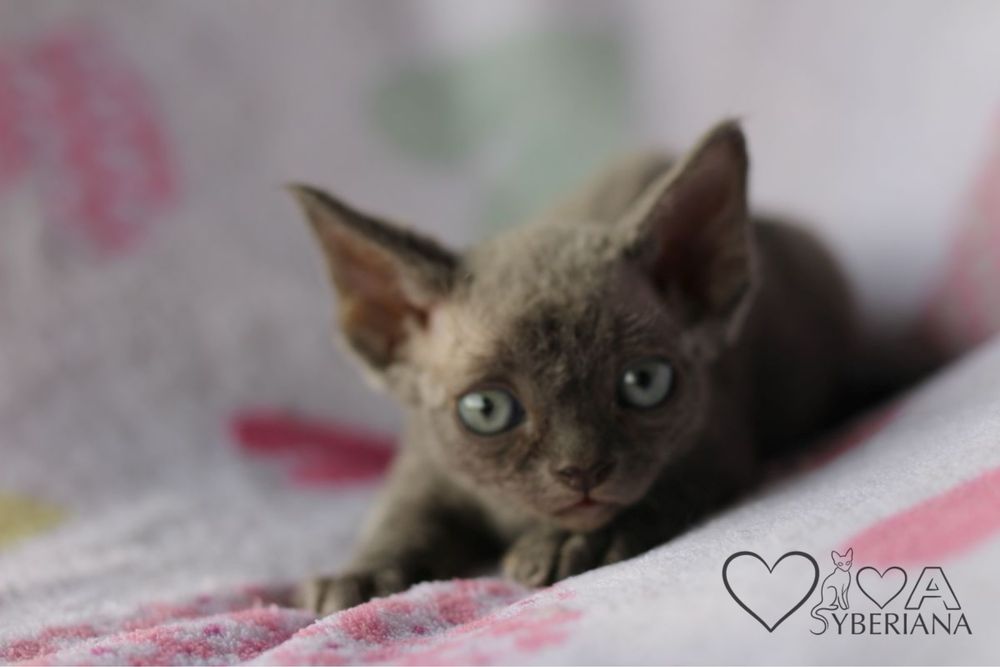 Niebieski kocurek devon rex