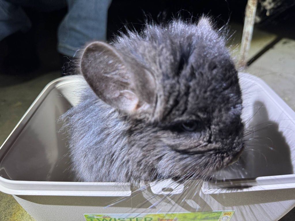 Szynszyl chinchilla Angora  czarny samiec black