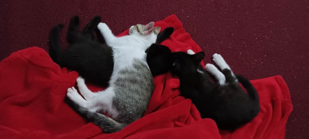 Gatinhos bebés para adoção responsável