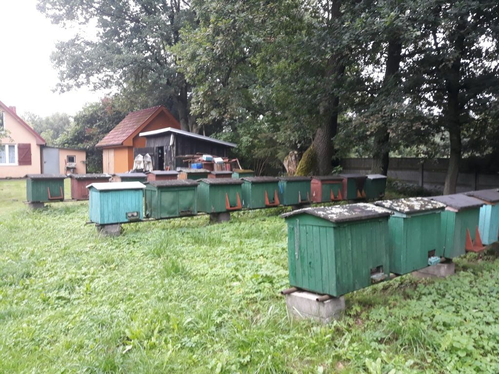 Ule warszawskie poszerzane z pszczołami