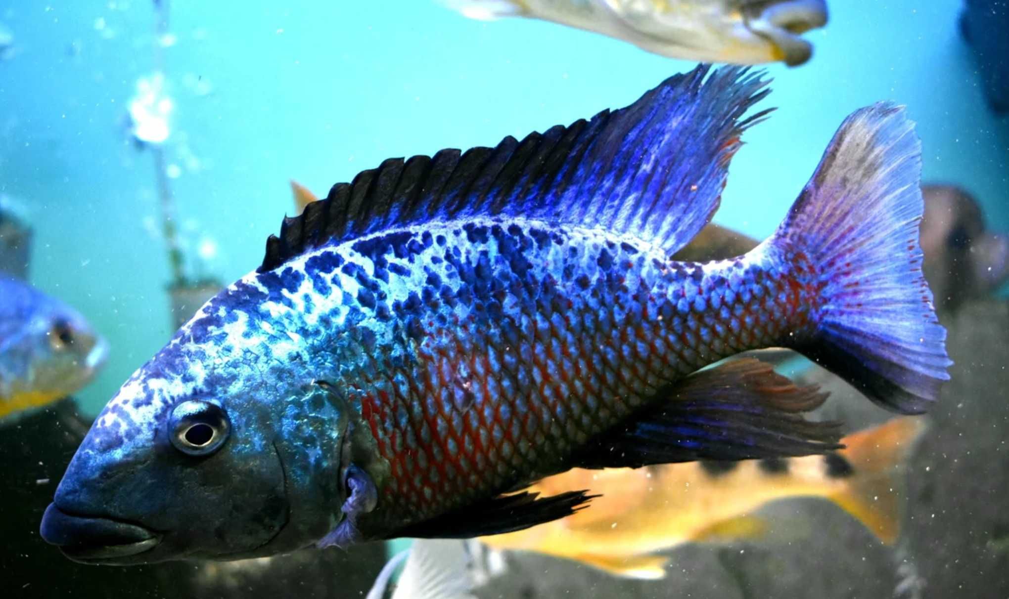 Fossorochromis rostratus - dowozimy, wysyłamy